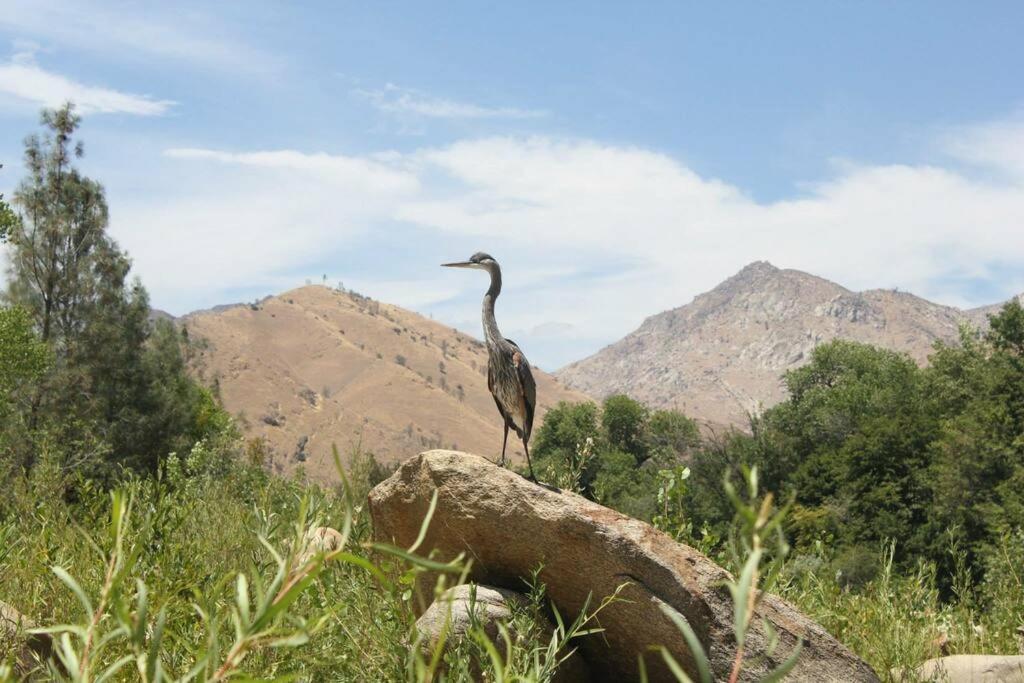 Socal Camping เคิร์นวิลล์ ภายนอก รูปภาพ
